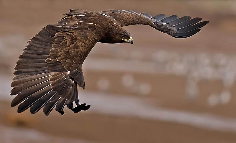 Большой подорлик — редкий болотный орел, не терпит шума и присутствия человека 