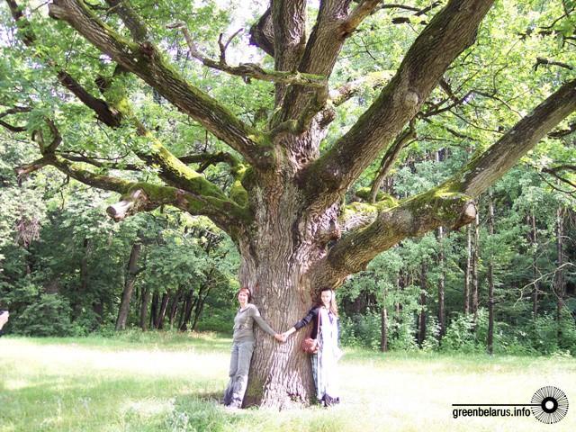 Победитель номинации «Легендарные деревья». Фото Аллы Короленко. На снимке: дуб в парке «Маньковичи» в Столинском районе Брестской области.