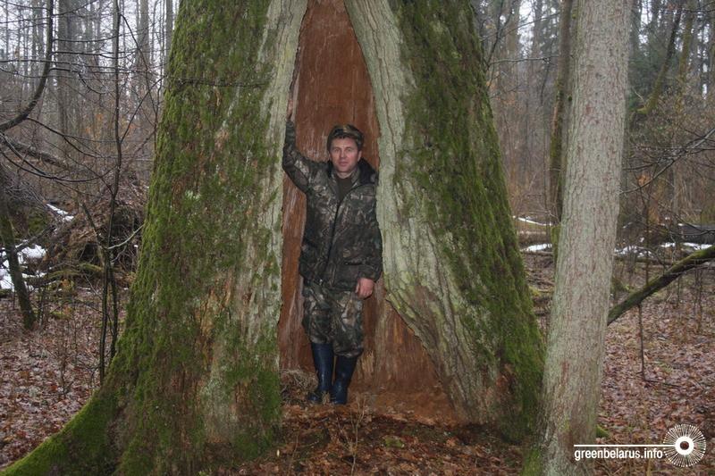 Победитель номинации «Деревья-старожилы». Фото Андрея Шимчука. На снимке: дуб-патриарх, которому около 600 лет, произрастающий в Беловежской пуще.