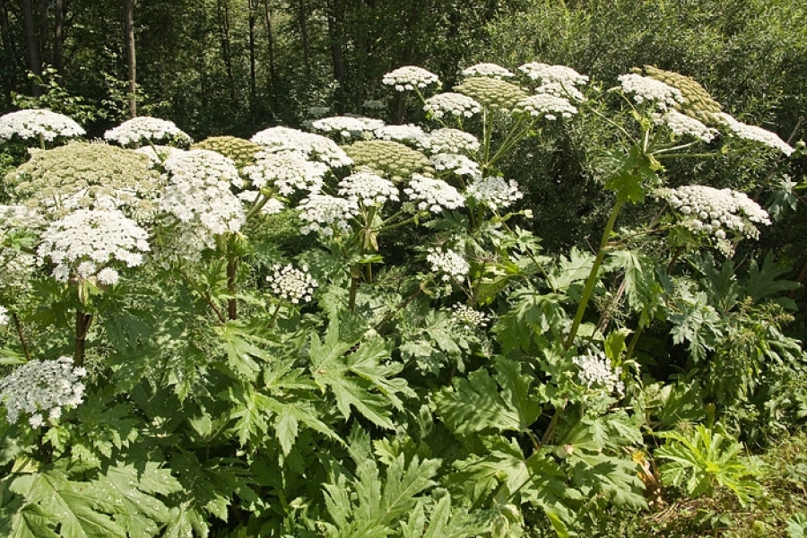 Есть ли корова борщевик. Борщевик селекция. Есть ли корова борщевик. Пастернак коровий. Растение пастернак и борщевик.