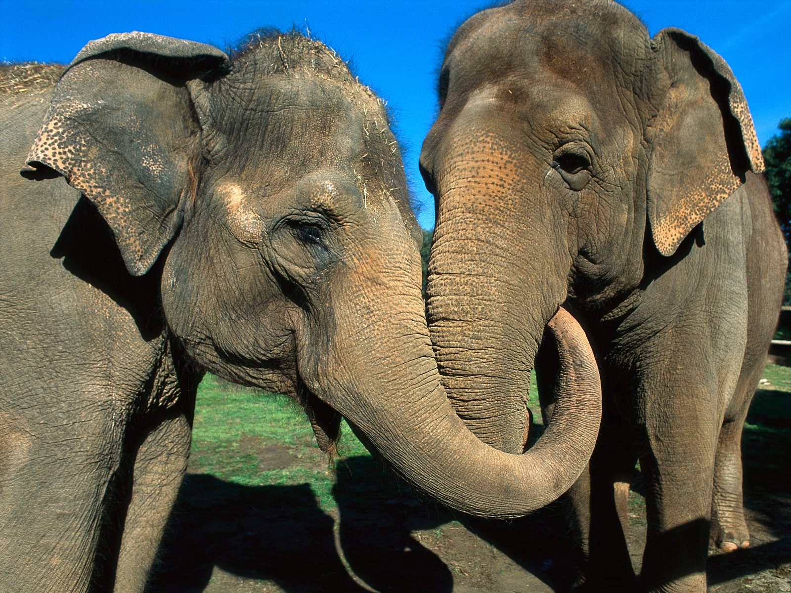 Друзья слоник. Редкие слоны. СЛОРН. Слон фото. Слоны фото.