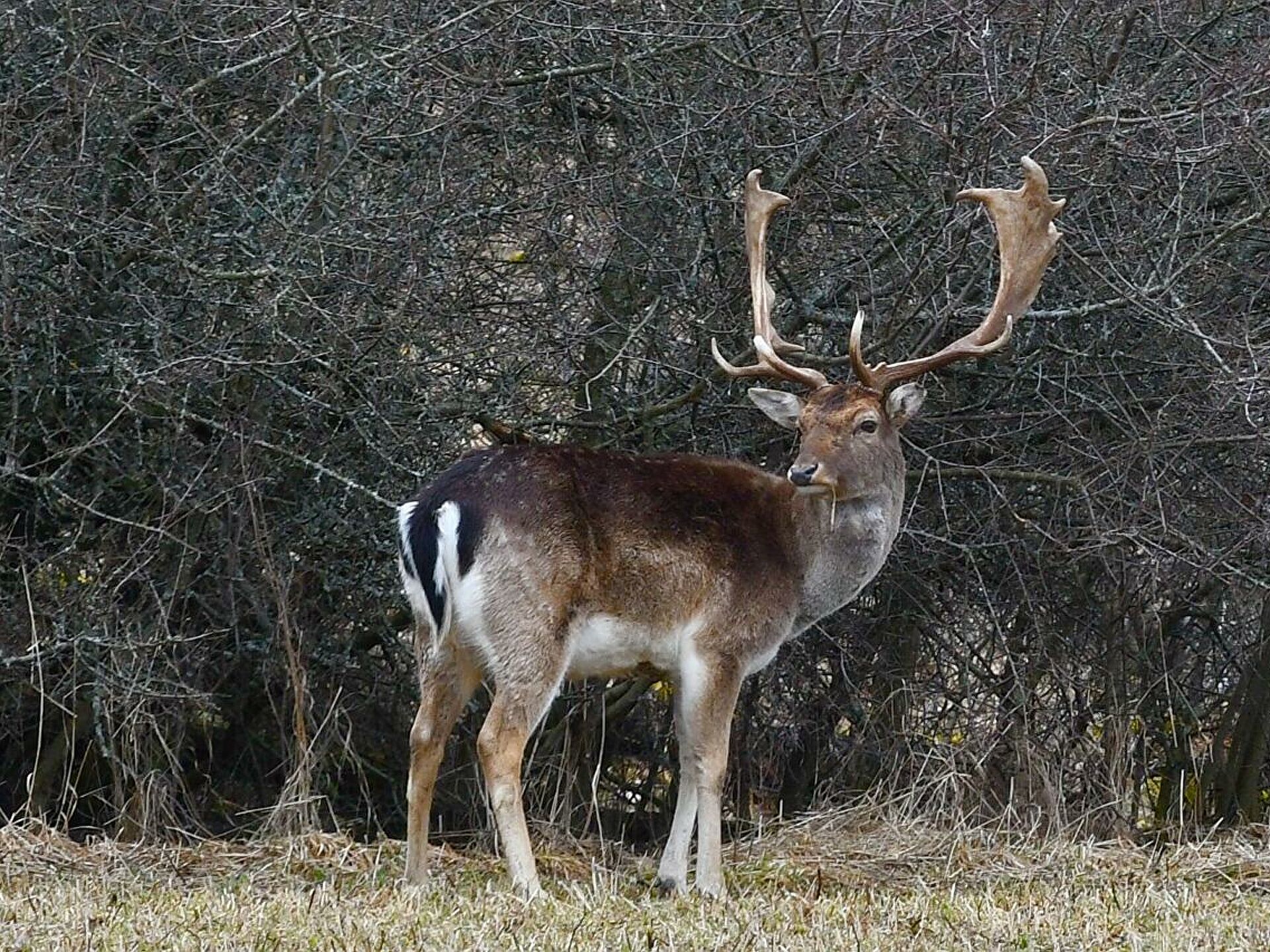 Примеры оленей. Американский Белохвостый олень. Благородный олень. Германские олени. Олень Умчи.