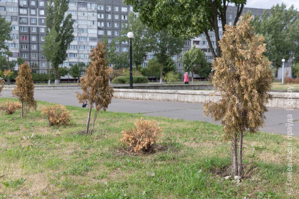 Дерево гомель. Гомель дерево. Аллея засохших саженцев деревьев. Засохший саженец. Засохшие деревья Ива.