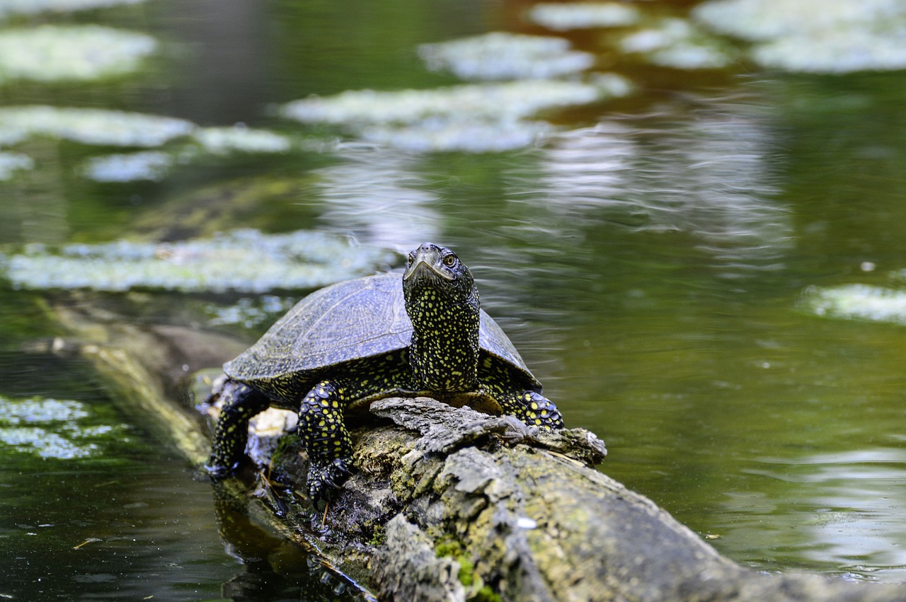 Черепахи в России в дикой природе