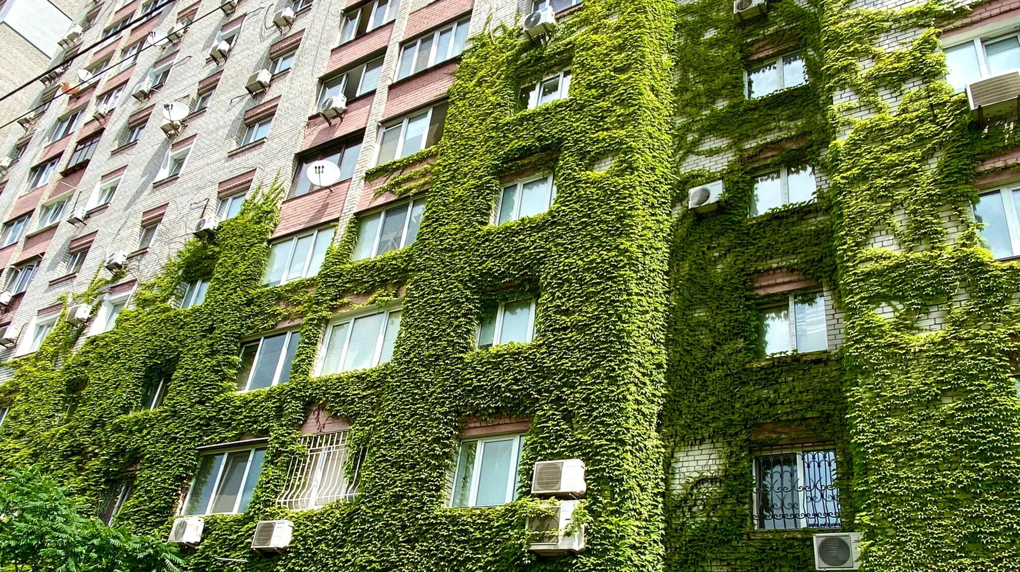 В Киеве стартовал проект по вертикальному озеленению города ...