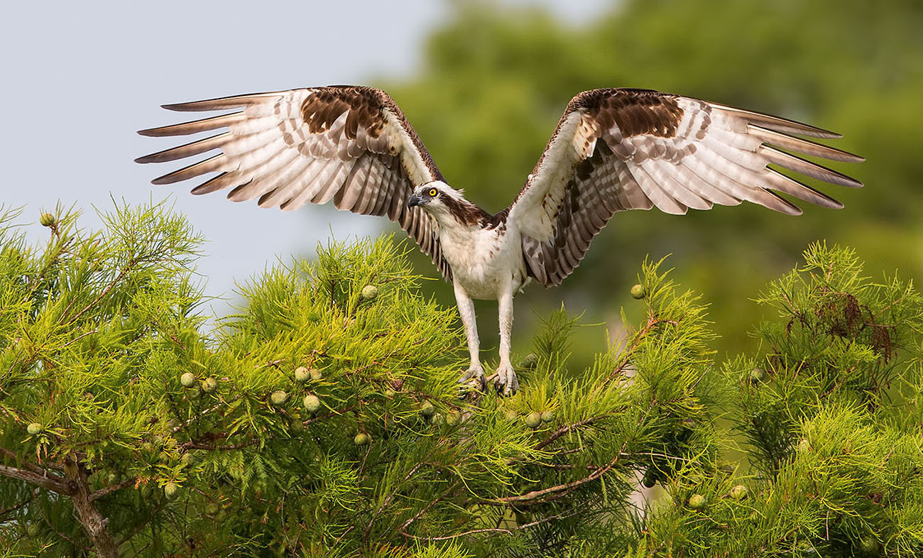заповедник брянский лес черный аист.