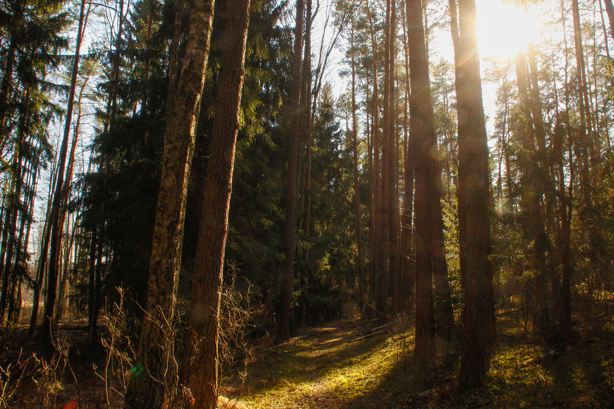 Древний лес в Беларуси пуща