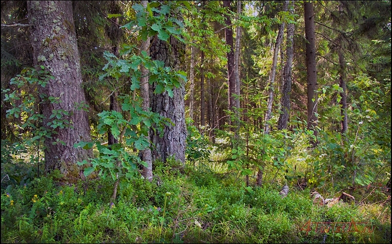 Минская лес. Минск в лесу. Великий лес (Минск). Бук растёт в тайге. Белорусские леса фото.