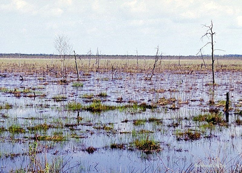 Раньше было болото. Ольманские болота. Болото Беларусь. Шалимовское болото. Чернобыльские болота.