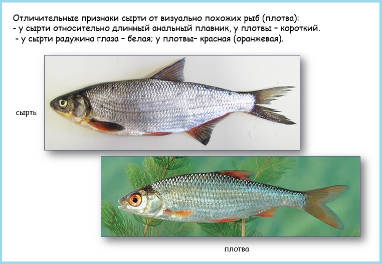 Виды Рыб В Беларуси Фото Название