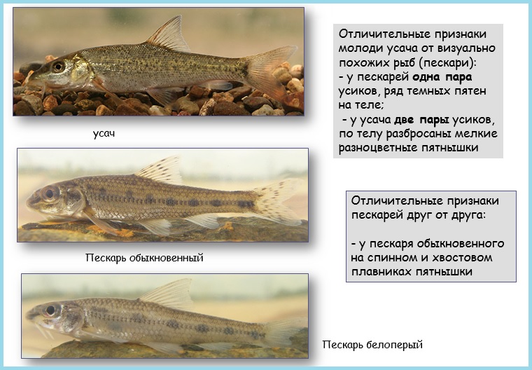 Виды Рыб В Беларуси Фото Название