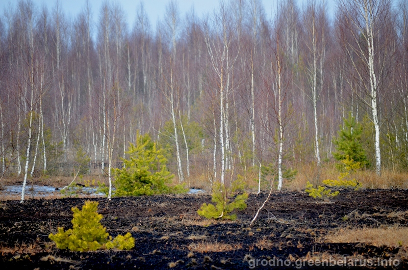 Осушение болот в верховьях малых. Осушенное болото. Осушение болот. Осушение торфяников. Мелиорация болота.