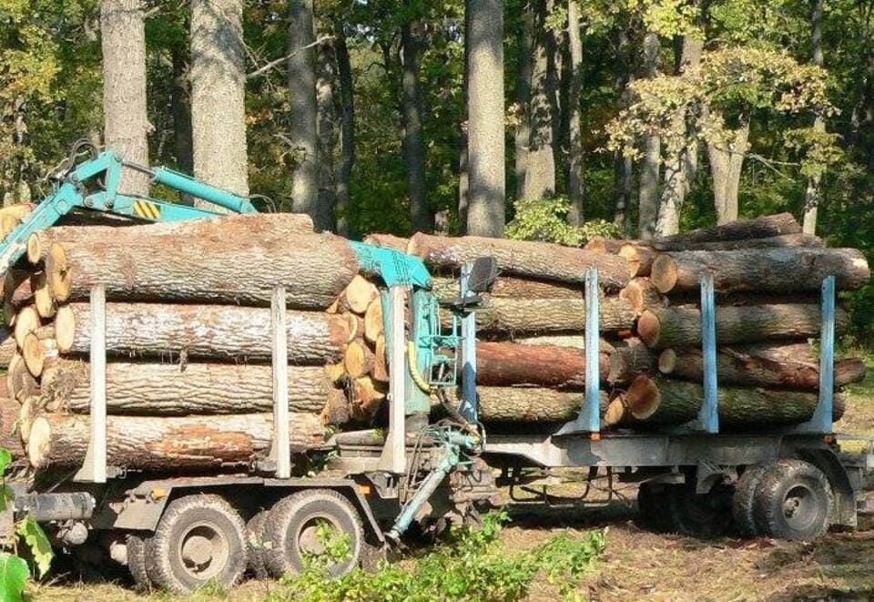 ÐÑÐ²Ð¾Ð· Ð²ÑÑÑÐ±Ð»ÐµÐ½Ð½ÑÑ Ð² ÑÐµÐ·ÑÐ»ÑÑÐ°ÑÐµ ÑÐ°Ð½Ð¸ÑÐ°ÑÐ½Ð¾Ð¹ ÑÑÐ±ÐºÐ¸ Ð´ÑÐ±ÑÐ°Ð² Ð² ÐÐ·ÐµÑÐ°Ð½ÑÐºÐ¾Ð¼ Ð»ÐµÑÐ½Ð¸ÑÐµÑÑÐ²Ðµ Ð² 2007 Ð³Ð¾Ð´Ñ