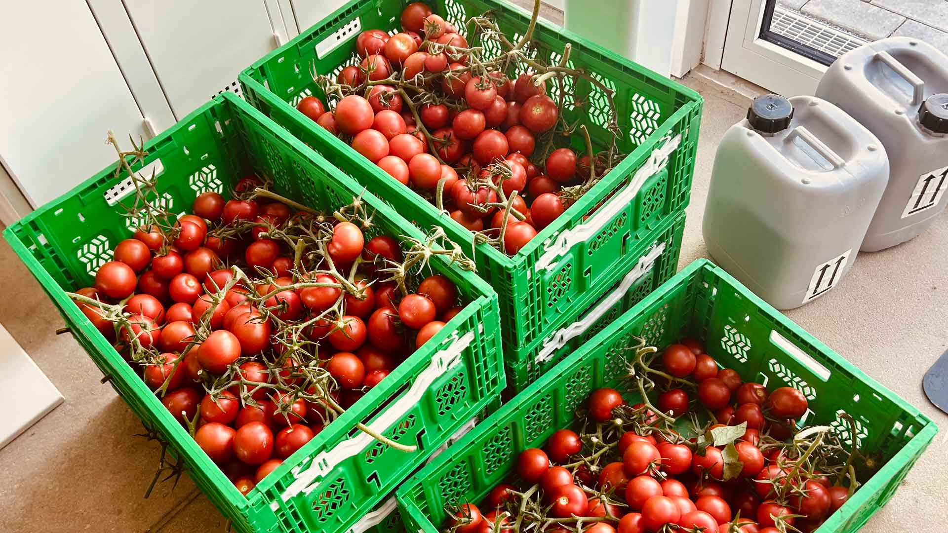 ÐÐ¾Ð¼Ð¸Ð´Ð¾ÑÑ Ð¸Ð· ÑÐµÐ¿Ð»Ð¸ÑÑ. Ð¤Ð¾ÑÐ¾ Ð¢Ð°ÑÑÑÐ½Ð° ÐÐµÐ½Ð´ÐµÐ»Ñ