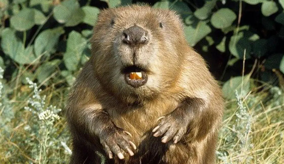 ÐÐ»Ð»ÑÑÑÑÐ°ÑÐ¸Ð²Ð½Ð¾Ðµ Ð¸Ð·Ð¾Ð±ÑÐ°Ð¶ÐµÐ½Ð¸Ðµ