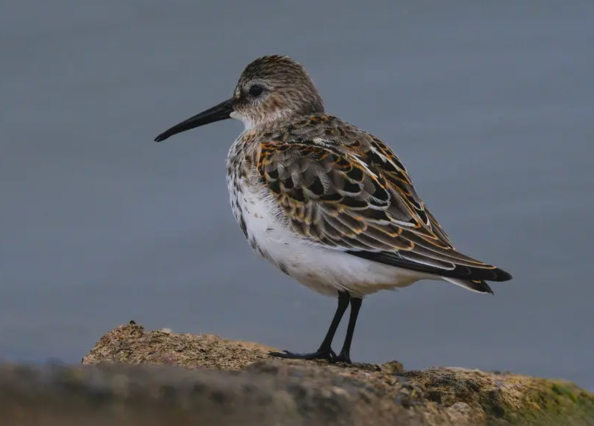 Ð§ÐµÑÐ½Ð¾Ð·Ð¾Ð±Ð¸Ðº