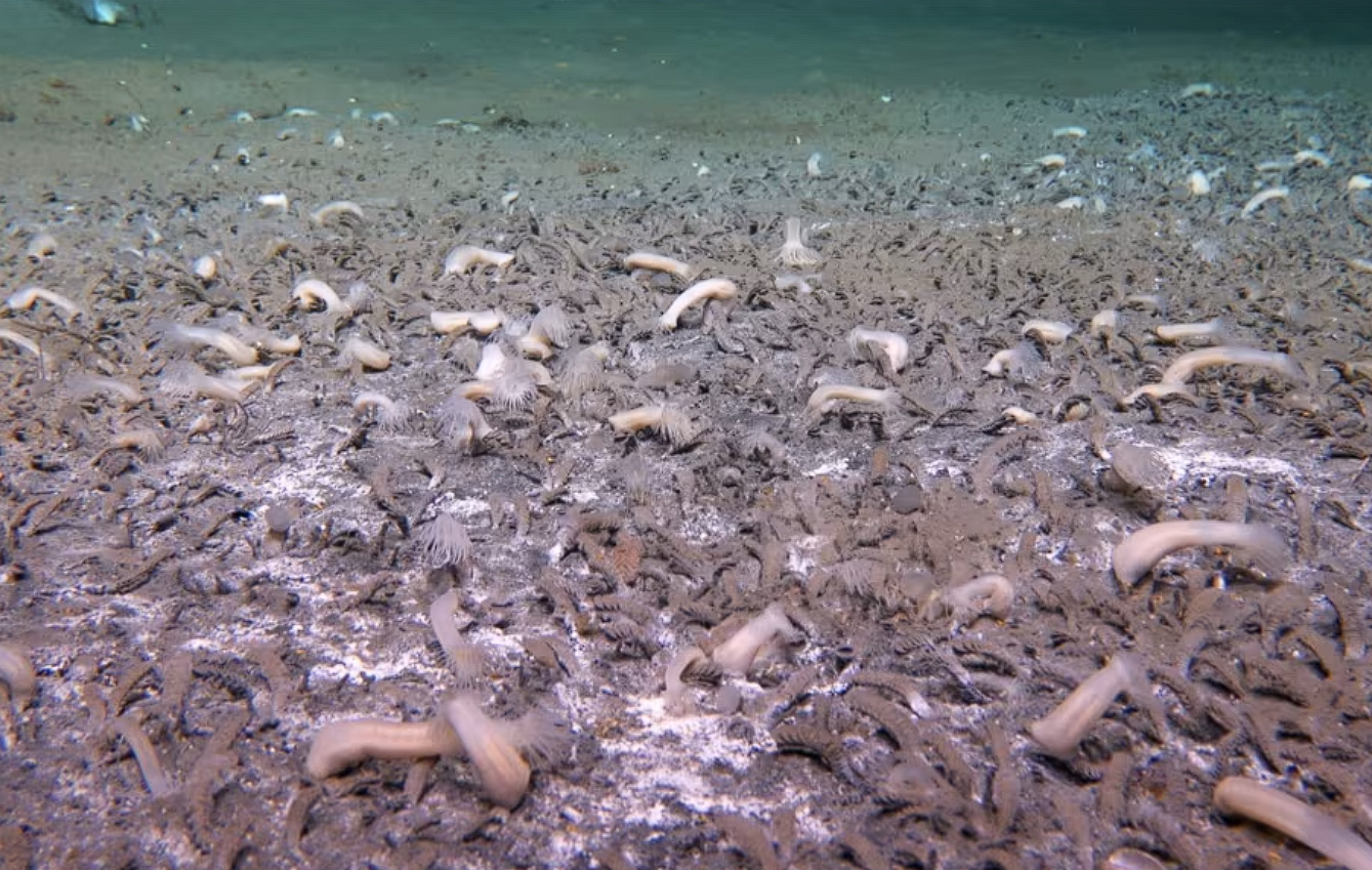 Ð¤Ð¾ÑÐ¾ - Institute of Deep-sea Science and Engineering/Chinese Academy of Sciences