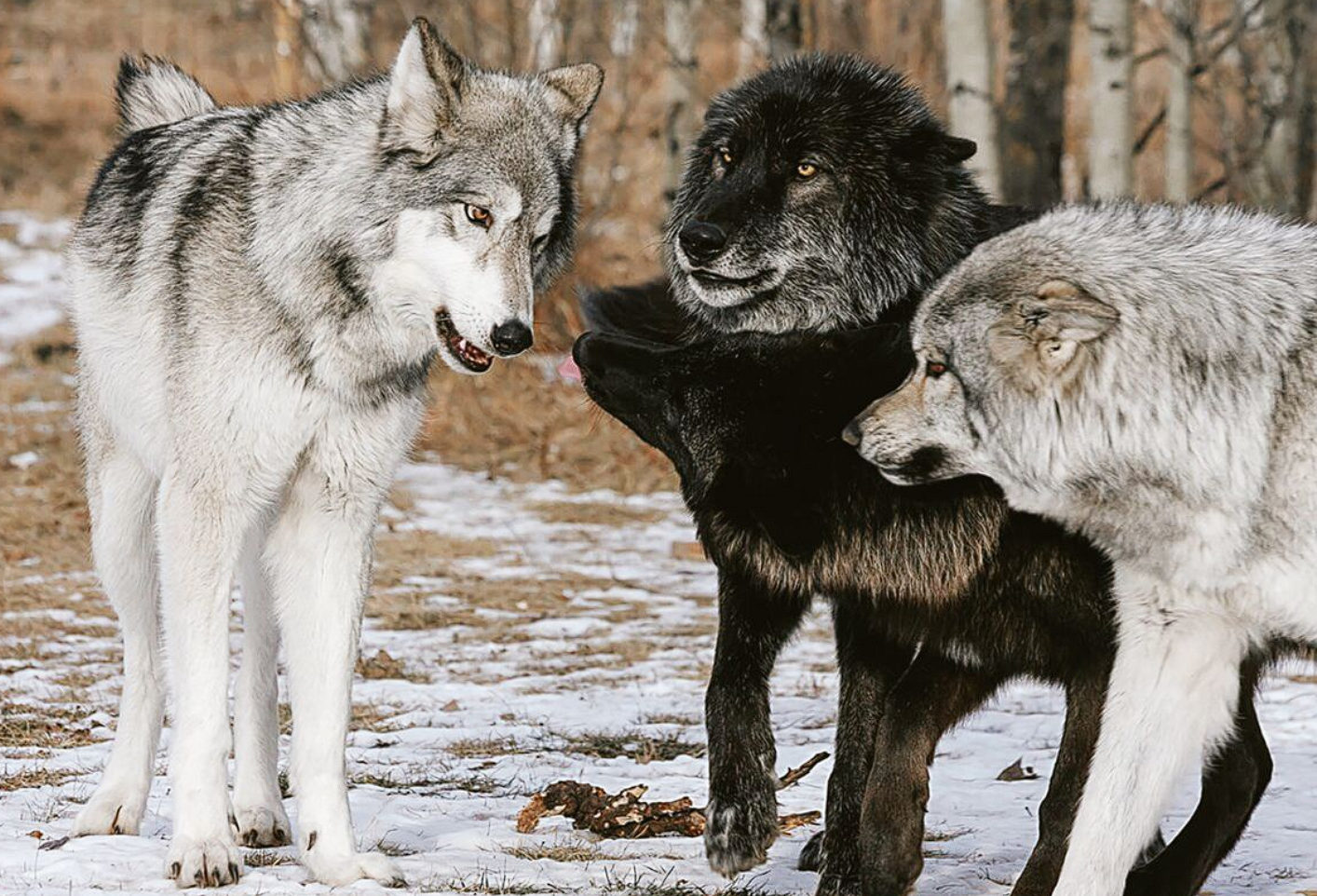 Ð¤Ð¾ÑÐ¾ - Ð¸Ñ Ð°ÑÑÐ¸Ð²Ð° ÐÐÐ ÐÐµÐ»Ð°ÑÑÑÐ¸