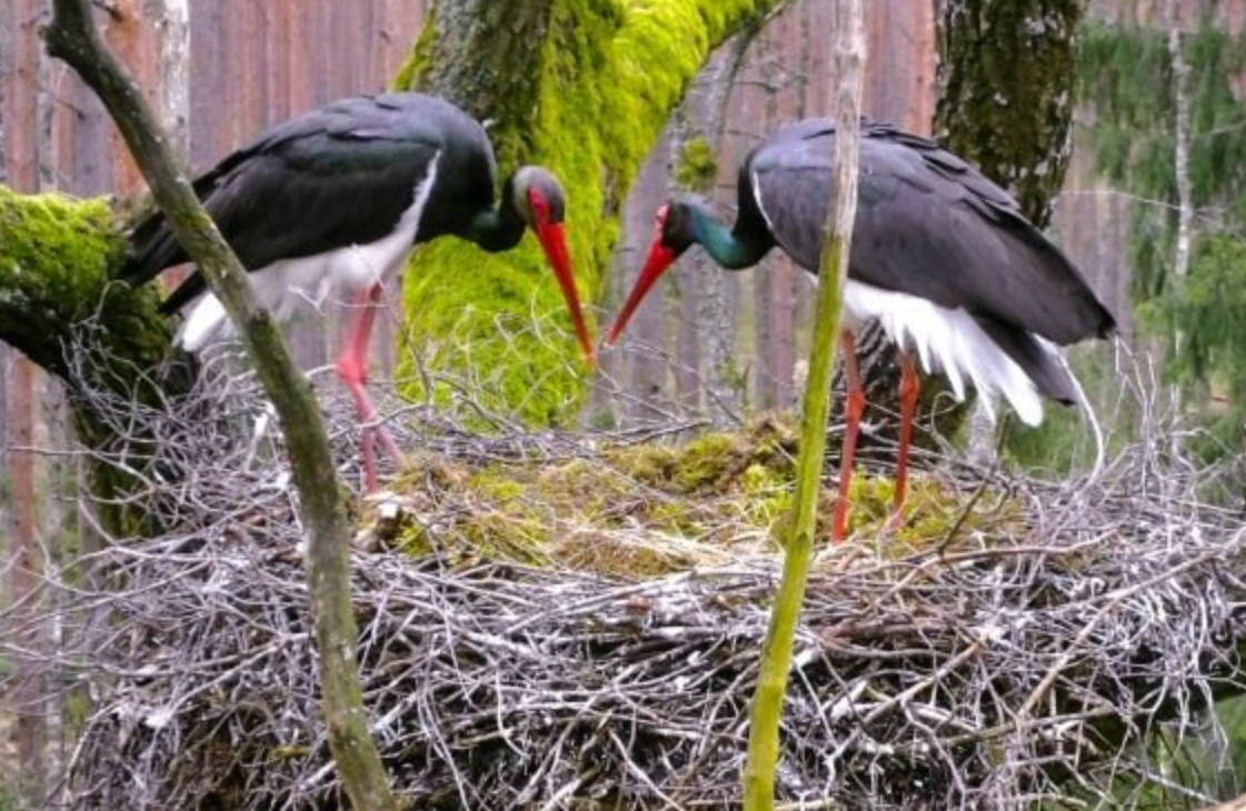 Ð§Ð¾ÑÐ½Ñ Ð±ÑÑÐµÐ»