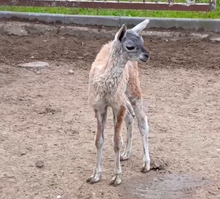 Ð¡ÑÐ¾Ð¿-ÐºÐ°Ð´Ñ Ñ Ð²Ð¸Ð´ÐµÐ¾