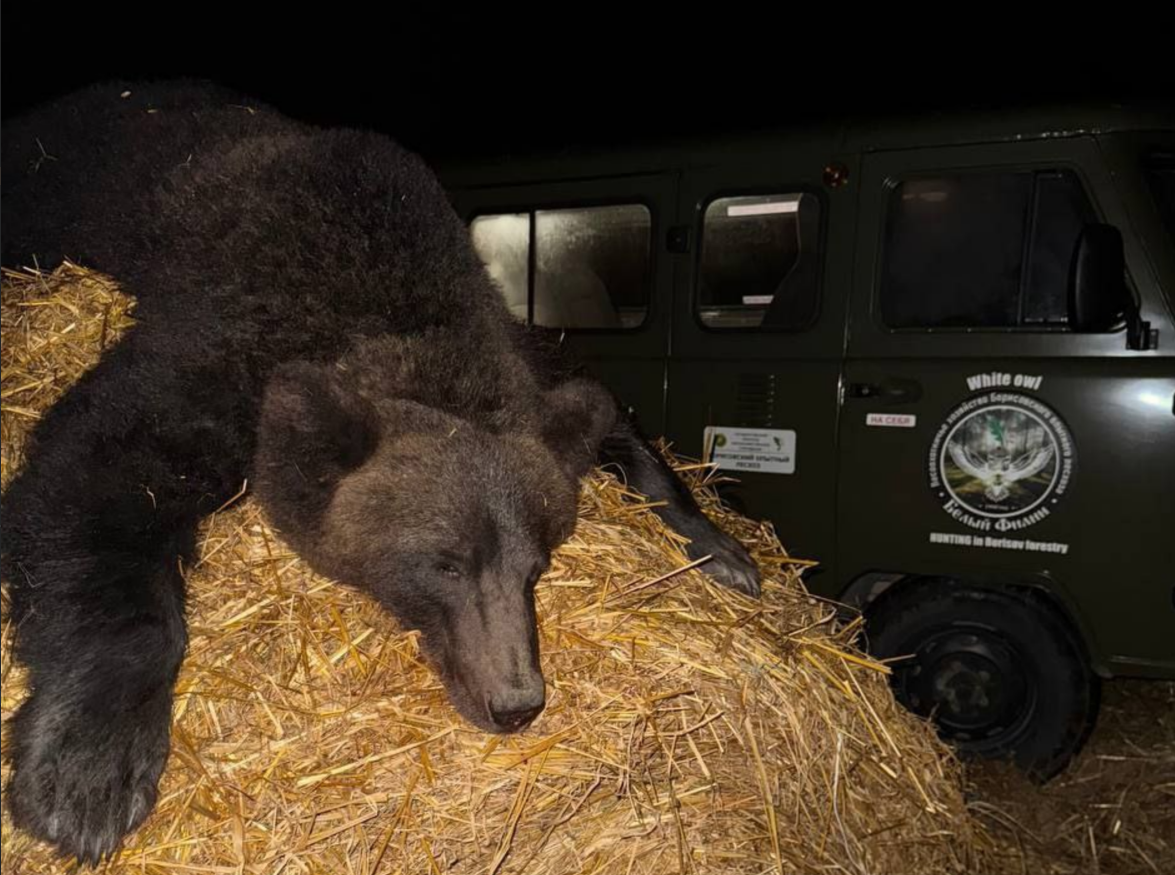 Ð¤Ð¾ÑÐ¾ - ÐÐ¸Ð½ÑÐº. ÐÐ»Ð°Ð²Ð½Ð¾Ðµ