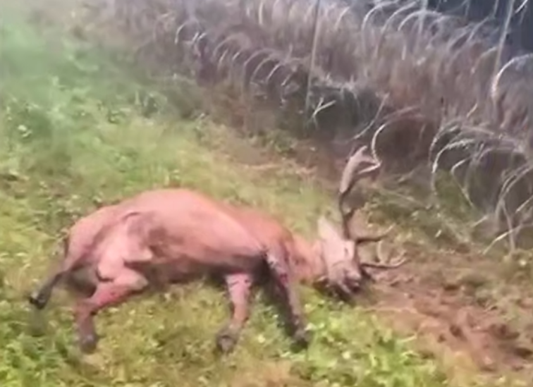 Ð¡ÑÐ¾Ð¿-ÐºÐ°Ð´Ñ Ñ Ð²Ð¸Ð´ÐµÐ¾