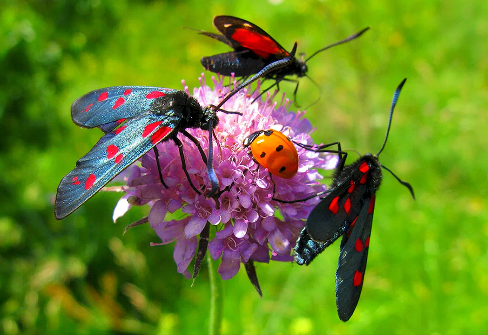 ÐÐ»Ð»ÑÑÑÑÐ°ÑÐ¸Ð²Ð½Ð¾Ðµ Ð¸Ð·Ð¾Ð±ÑÐ°Ð¶ÐµÐ½Ð¸Ðµ