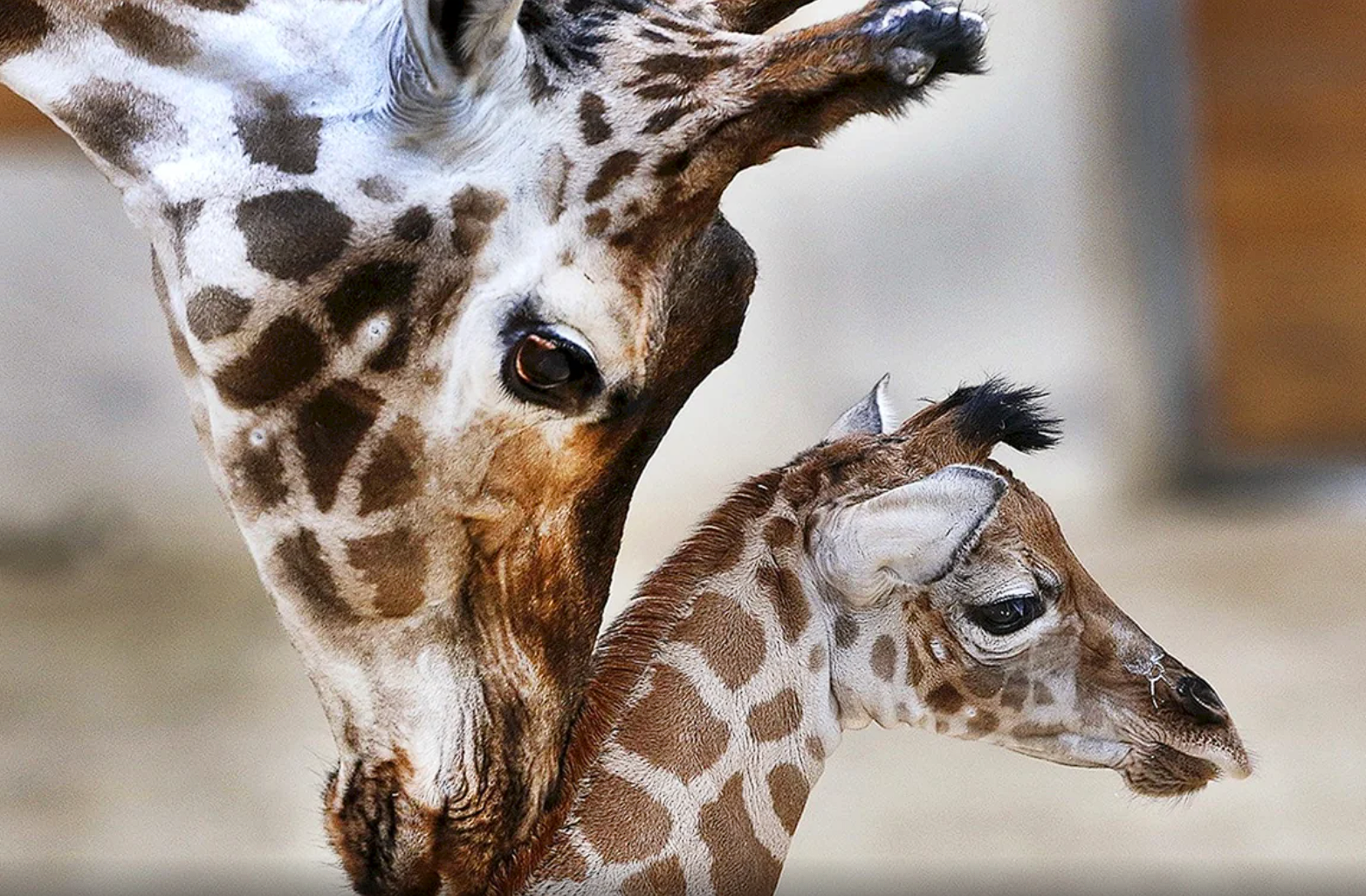 ÐÐ»Ð»ÑÑÑÑÐ°ÑÐ¸Ð²Ð½Ð¾Ðµ Ð¸Ð·Ð¾Ð±ÑÐ°Ð¶ÐµÐ½Ð¸Ðµ