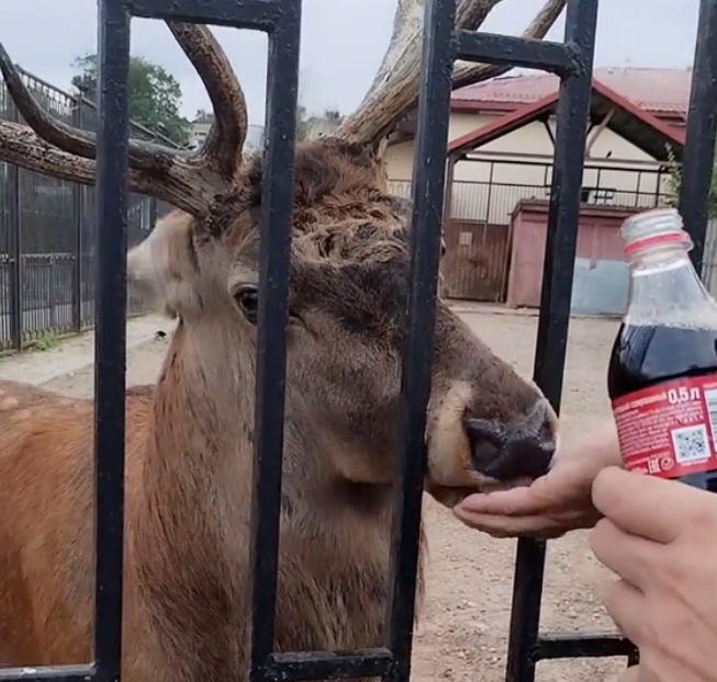 Ð¡ÑÐ¾Ð¿-ÐºÐ°Ð´Ñ Ñ Ð²Ð¸Ð´ÐµÐ¾