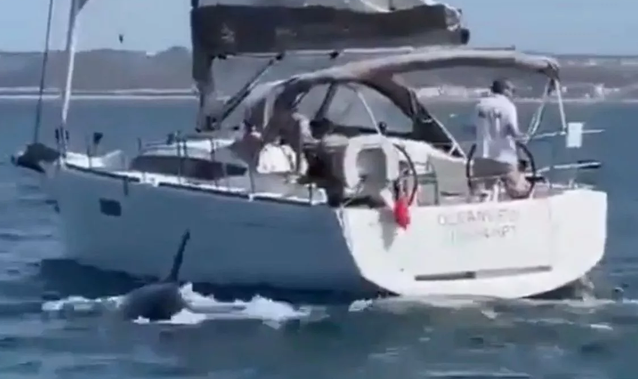 Ð¡ÑÐ¾Ð¿-ÐºÐ°Ð´Ñ Ñ Ð²Ð¸Ð´ÐµÐ¾