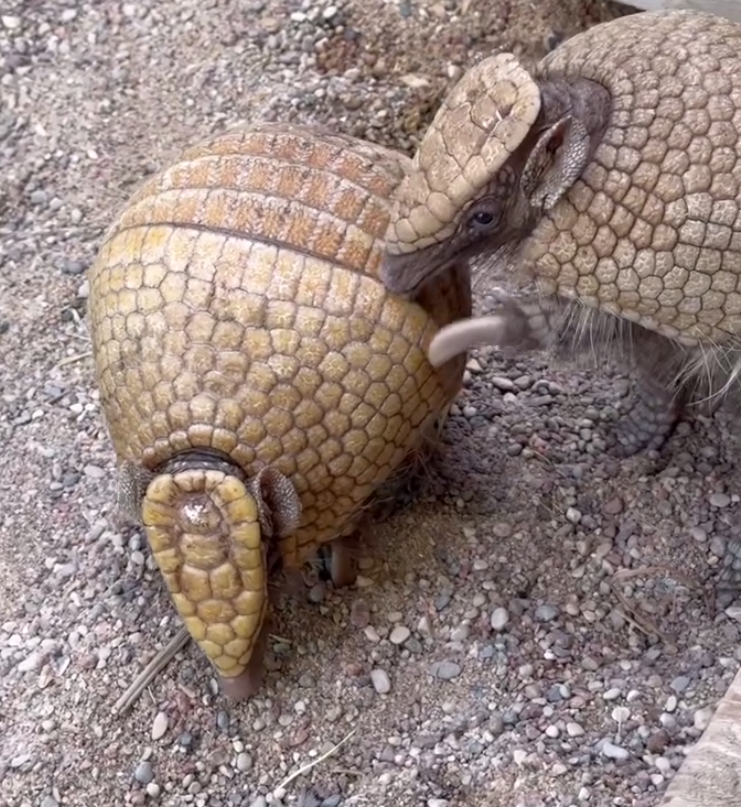 Ð¡ÑÐ¾Ð¿-ÐºÐ°Ð´Ñ Ñ Ð²Ð¸Ð´ÐµÐ¾