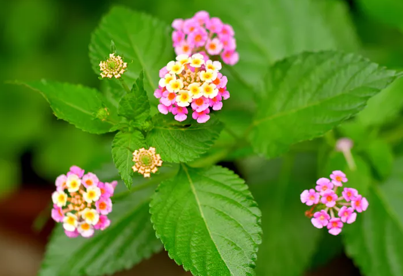Lantana camara