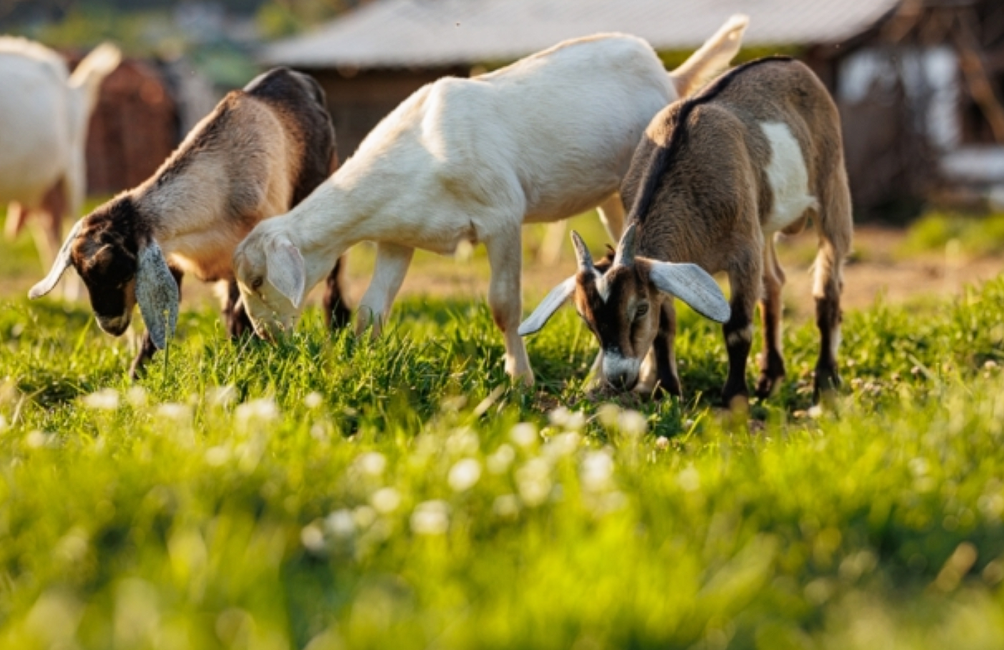 Ð¤Ð¾ÑÐ¾ - Shutterstock/FOTODOM