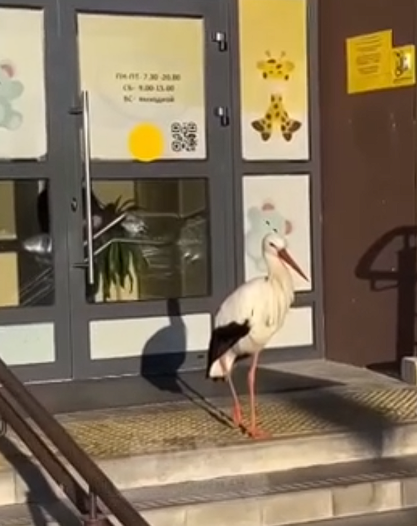 CÑÐ¾Ð¿-ÐºÐ°Ð´Ñ Ñ Ð²Ð¸Ð´ÐµÐ¾