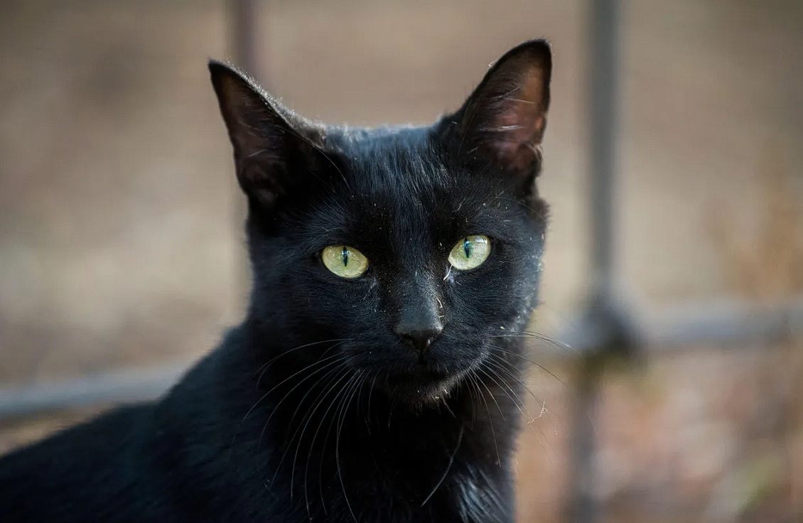 Ð¤Ð¾ÑÐ¾ - RicSS / Legion-Media