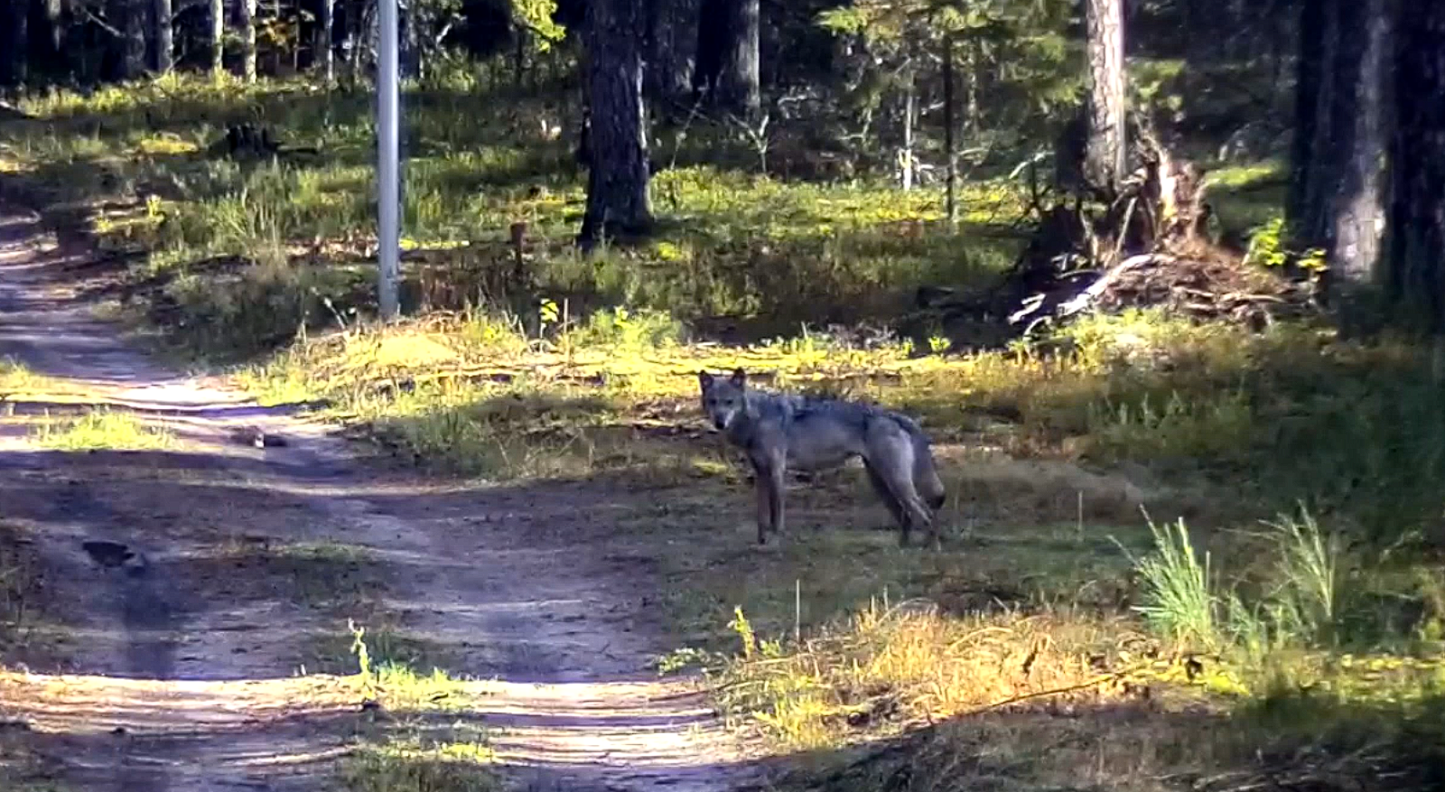 Ð¡ÑÐ¾Ð¿-ÐºÐ°Ð´Ñ Ñ Ð²Ð¸Ð´ÐµÐ¾