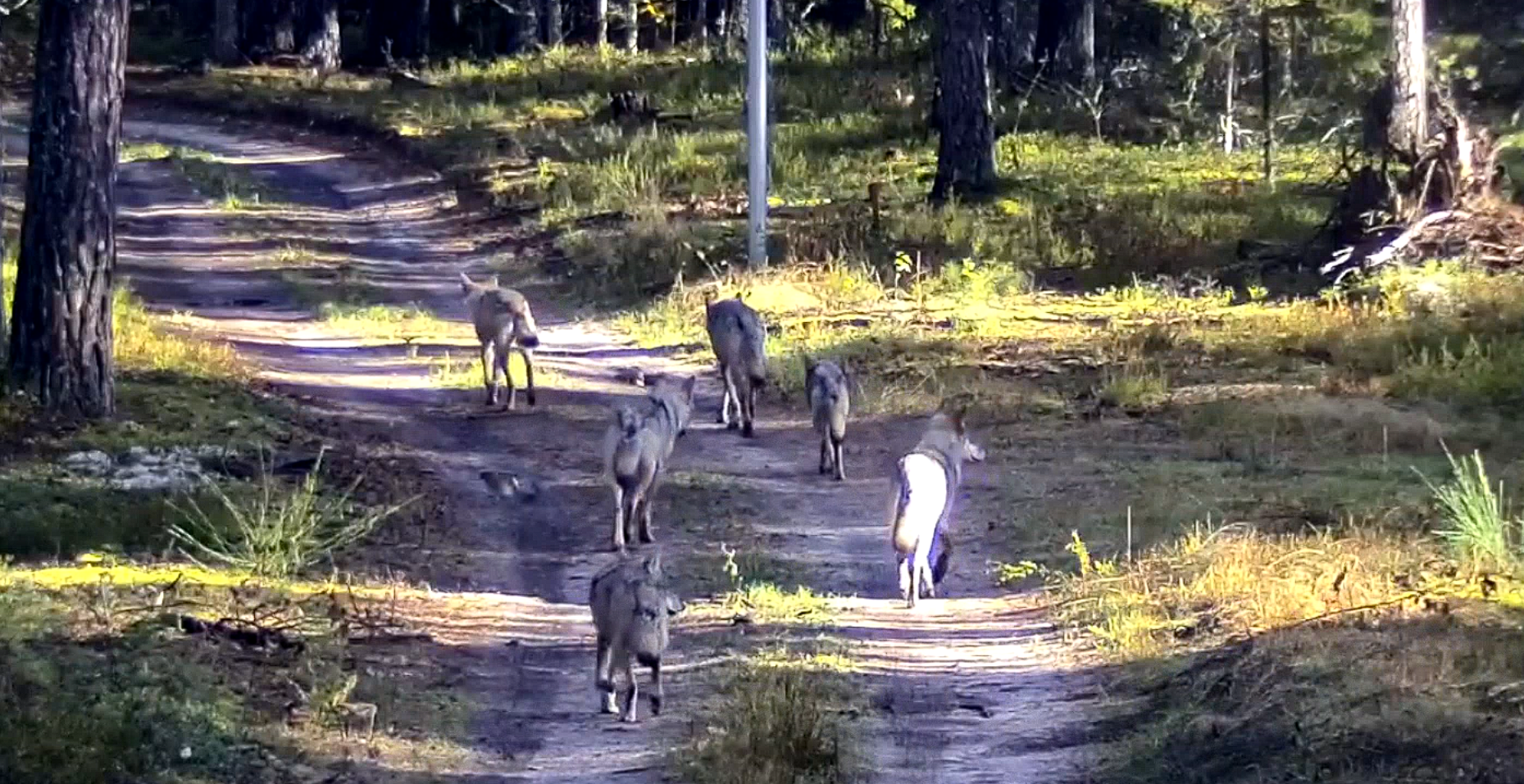 Ð¡ÑÐ¾Ð¿-ÐºÐ°Ð´Ñ Ñ Ð²Ð¸Ð´ÐµÐ¾