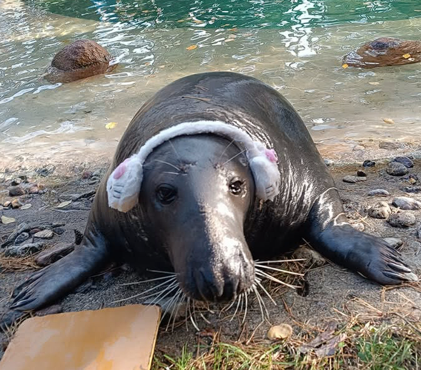 Ð¦ÑÐ»ÐµÐ½Ñ ÐÑÐ¹ÐºÐ°. Ð¤Ð¾ÑÐ° - Ð ÑÐ¶ÑÐºÑ Ð·Ð°Ð°Ð¿Ð°ÑÐº