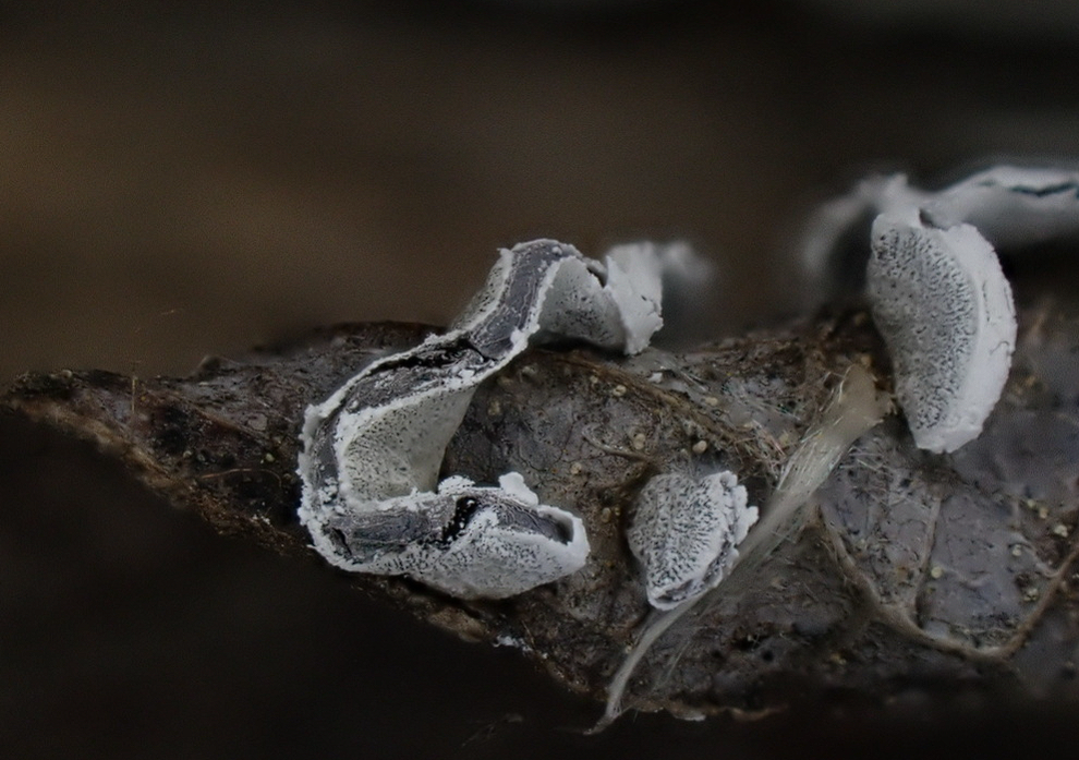 Angioridium sinuosum