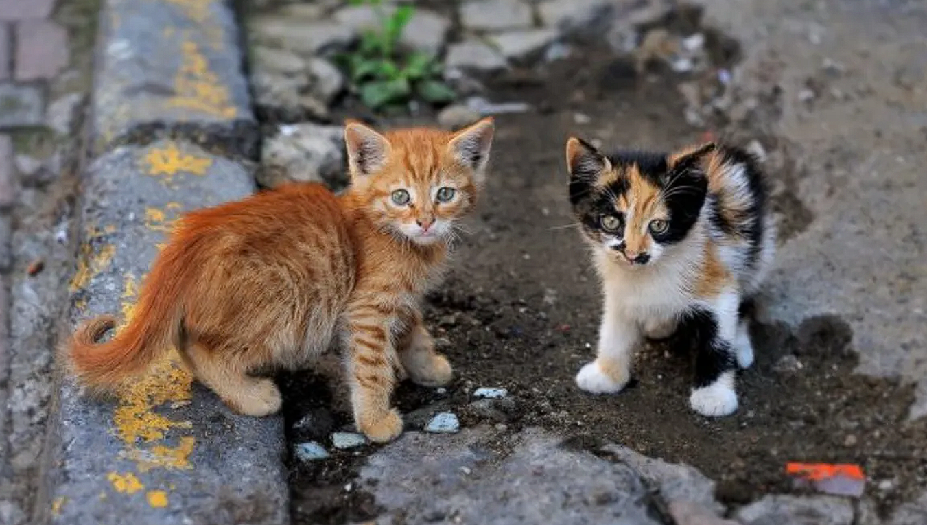 ÐÐ»ÑÑÑÑÐ°ÑÑÑÐ½Ð°Ðµ ÑÐ¾ÑÐ°