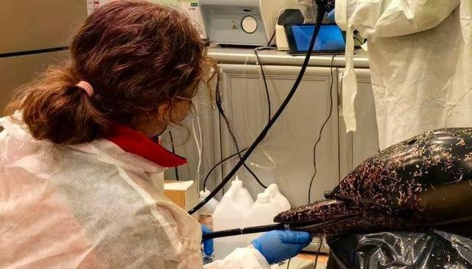 Ð¤Ð¾ÑÐ¾ - Â«ÐÐµÐ»ÑÑÐ°Â»