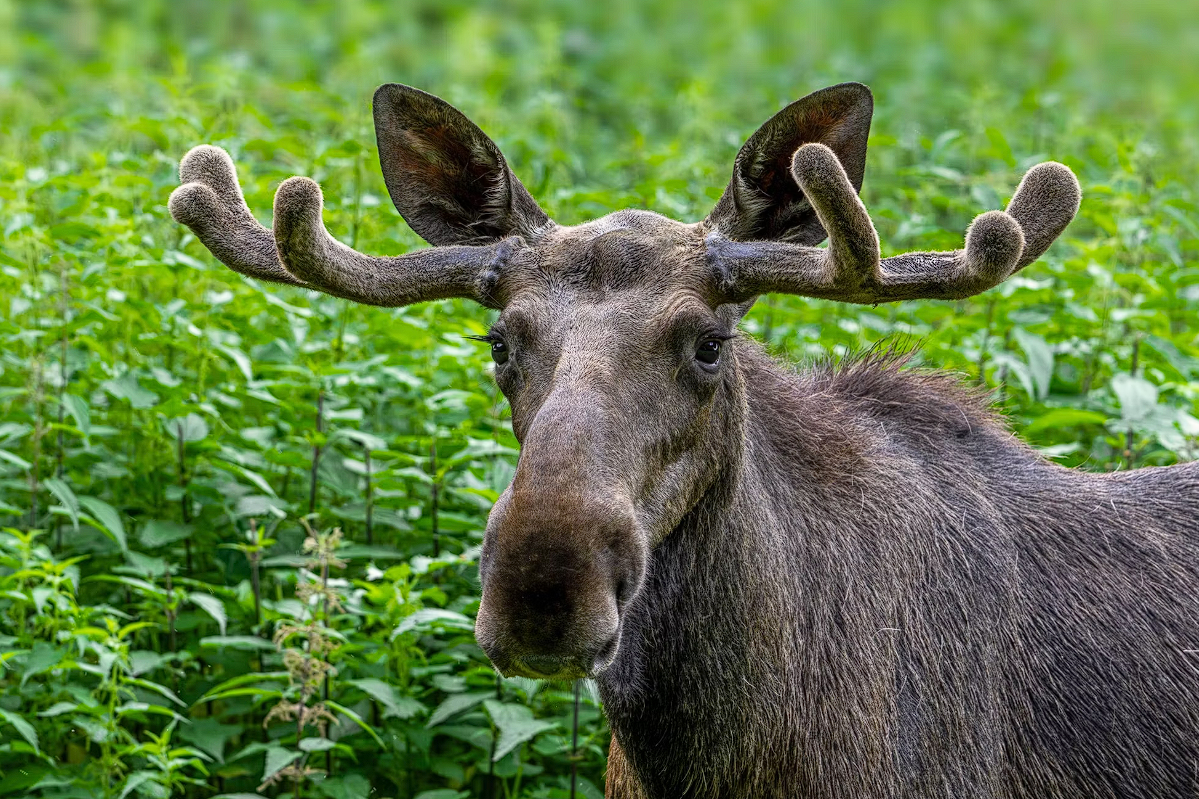 ÐÐ¾ÑÑ Ð­Ð¼ÑÐ»Ñ. Ð¤Ð¾ÑÐ° - Arterra / Philippe/IMAGO