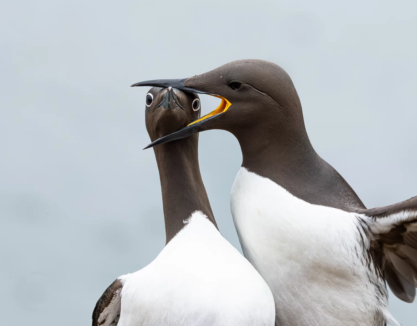 ÐÐ°ÑÑÐ³Ð¾ÑÑÑ Â«ÐÑÑÑÐºÑÂ» â Ð¿ÐµÑÐ°Ð¼Ð¾Ð¶ÑÐ°Ð¼ ÑÑÐ°Ñ Ð·Ð´ÑÐ¼Ð°Ðº Â«ÐÐ°ÑÐ¾Ð¿Ð»ÑÐ²Ð°Ð½Ð½Ðµ Ð³Ð°Ð»Ð°Ð²ÑÂ»