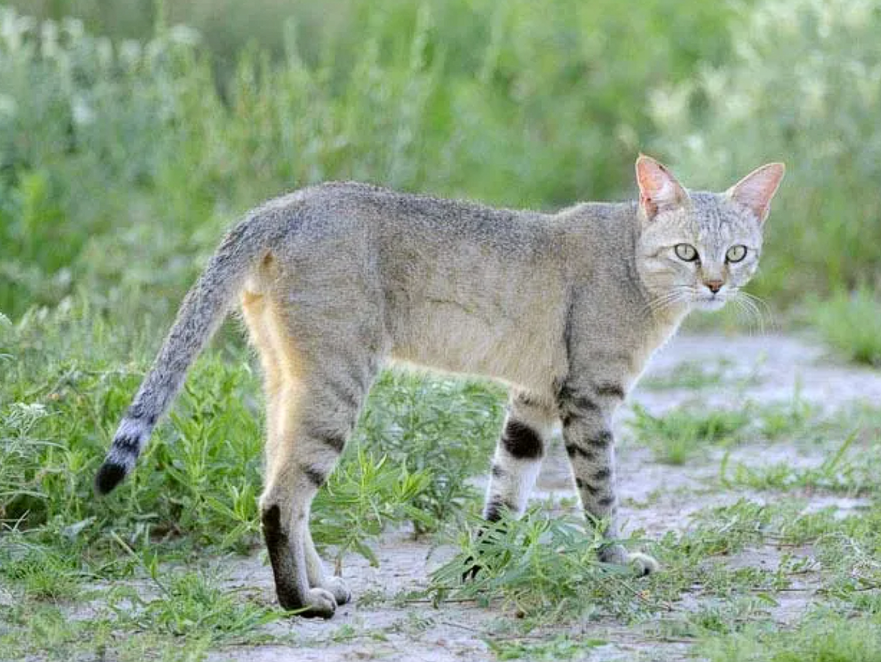  CÑÑÐ¿Ð°Ð²Ñ ÐºÐ¾Ñ