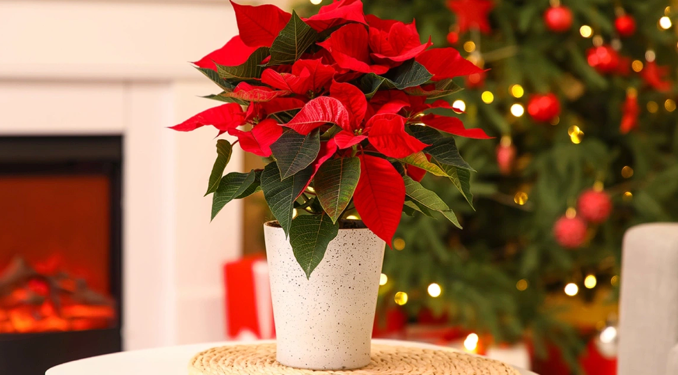 ÐÐ»Ð»ÑÑÑÑÐ°ÑÐ¸Ð²Ð½Ð¾Ðµ Ð¸Ð·Ð¾Ð±ÑÐ°Ð¶ÐµÐ½Ð¸Ðµ