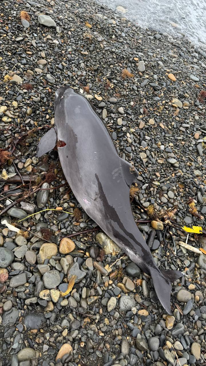 ÐÑÐ±ÑÐ¾ÑÐ¸Ð²ÑÐ¸Ð¹ÑÑ Ð½Ð° Ð±ÐµÑÐµÐ³ Ð´ÐµÐ»ÑÑÐ¸Ð½. 4 Ð°Ð¿ÑÐµÐ»Ñ 2025 Ð³Ð¾Ð´Ð°