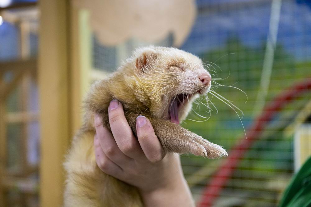 Ð¤Ð¾ÑÐ° - dir.by