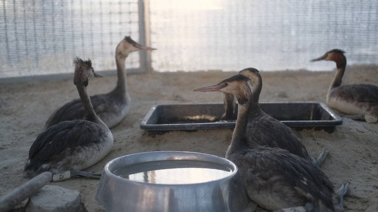 Ð¤Ð¾ÑÐ¾ 5. Ð¡Ð¿Ð°ÑÐµÐ½Ð½ÑÐµ Ð¿ÑÐ¸ÑÑ Ð¸Ð· ÑÐµÐ°Ð±Ð¸Ð»Ð¸ÑÐ°ÑÐ¸Ð¾Ð½Ð½Ð¾Ð³Ð¾ ÑÐµÐ½ÑÑÐ° Ð§Ð¾Ð¼Ð³Ð°