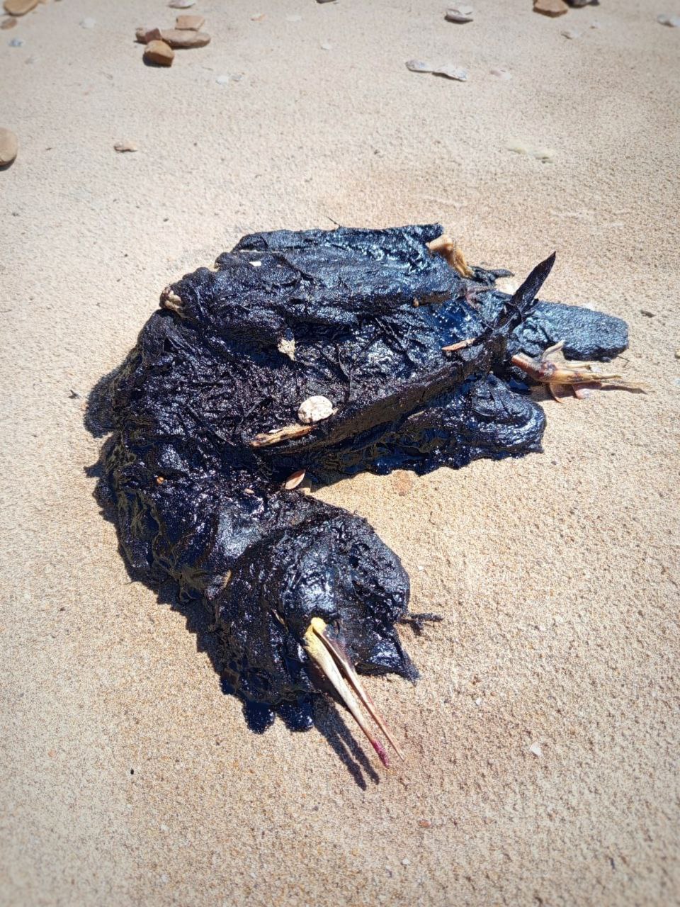 ÐÐµÑÑÐ²Ð°Ñ Ð¿ÑÐ¸ÑÐ° Ð² Ð¼Ð°Ð·ÑÑÐµ, Ð¿Ð¾ÑÐµÐ»Ð¾Ðº Ð¢ÑÐ·Ð»Ð°, 14 Ð°Ð¿ÑÐµÐ»Ñ 2025 Ð³Ð¾Ð´Ð°  Â 