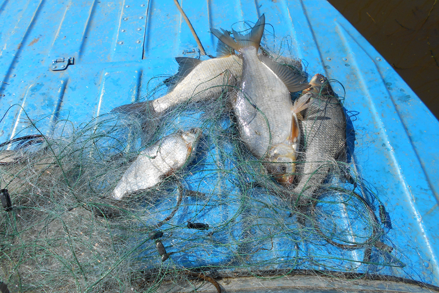 ÐÐ¾Ð² Ð² Ð¿ÐµÑÐ¸Ð¾Ð´ Ð½ÐµÑÐµÑÑÐ° Ð½Ð°Ð¿ÑÑÐ¼ÑÑ ÑÐ½Ð¸Ð¶Ð°ÐµÑ ÑÐ¸ÑÐ»ÐµÐ½Ð½Ð¾ÑÑÑ ÑÑÐ±Ñ Ð² Ð²Ð¾Ð´Ð¾ÑÐ¼Ð°Ñ